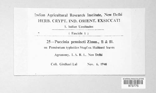 Puccinia penniseti image